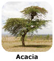 Etiopia Acacia